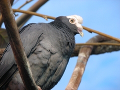 White-crowned Pigeon